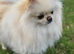 KC Registered Pedigree Pomeranian Female &ndash; Tiny 2.2kg Teddy Bear Type