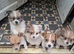 Jackpom puppies