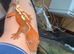 Sable crested gecko