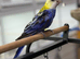 Rosella