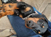 3 year old Miniature dachshund Minnie