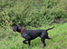 KC REGISITERED 5TH GENERATION GSP