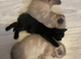 Scottish fold kitten