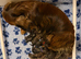 KC registered Standard Long Haired Dachshunds