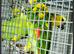 Yellow winged Blue fronted Amazons