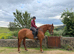 5 YO RID CLASS 2 MARE 17.2HH
