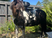 Beautiful coloured first ridden gelding