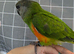 Silly tamed babies Senegal parrots