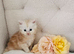 Maine Coon kitten Tica registered