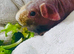 Male skinny pig