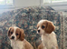 Cavalier King Charles