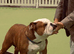Bulldog puppies for sale