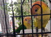 Hand reared caiques