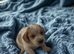 ** OUTSTANDING COCKER SPANIEL PUPS **