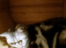 Kittens looking for home