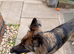 German Shepherd female