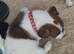 Tri coulered jack russel puppies