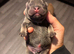 French bulldog puppies