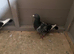 3 Jan Arden's for sale