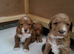 PARTI TUXEDO STUD GOLDENDOODLE AUSTRALIAN LABRADOODLE