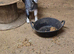 Female Pygmy goats for sale