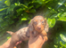 Dapple dachshunds