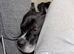 Cane Corso Female For Rehoming