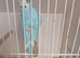 Sky blue male