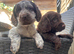 Beautiful cocker spaniel puppy&rsquo;s