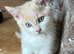 Beautiful Little Kittens