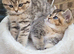 Chinchilla Scottish kittens