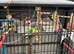 4 budgies looking for for ever home.