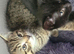 Last one beautiful small boy kitten are looking for a new home