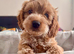 JUST 3 REMAINING STUNNING COCKAPOO PUPPIES