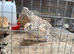 Jumbo coturnix quality birds