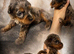 Miniature bernadoodle girl