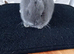 Pure Netherland Dwarf babies
