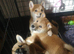 3 KC Shiba Girls looking for homes.