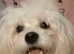 VERY HANDSOME  2 BROTHERS MALTESE  PUPPIES - SPECIAL OFFER &pound;400 for each if you buy them both  .