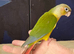 Hand reared tame pineapple gcc (9)