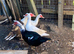 Muscovy