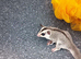 4 male sugar gliders