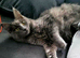 Pure Maine coon