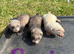 Ferrets for sale