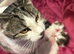 gorgeous kittens