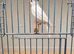 Canerys mix cock n hens