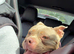 Female lilac pocket bully 2 years old