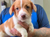 Jack Russell puppy’s