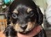 **Mini Long haired KC Dachshund**