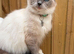 Last female ragdoll kitten